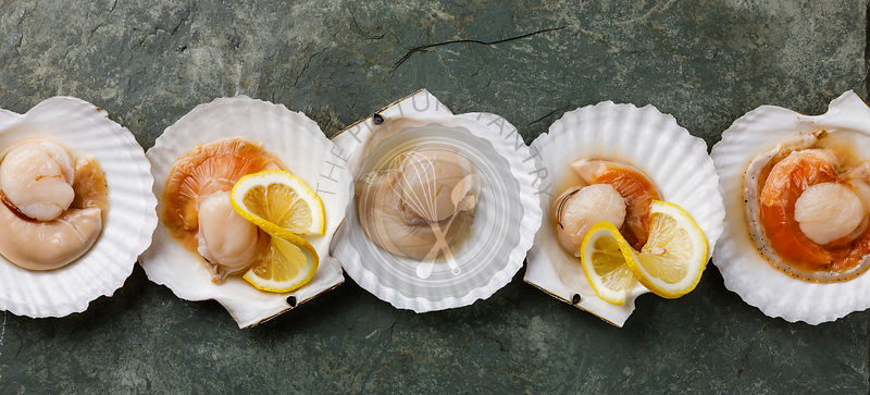 Raw uncooked Scallop in cockleshell and lemon on gray background