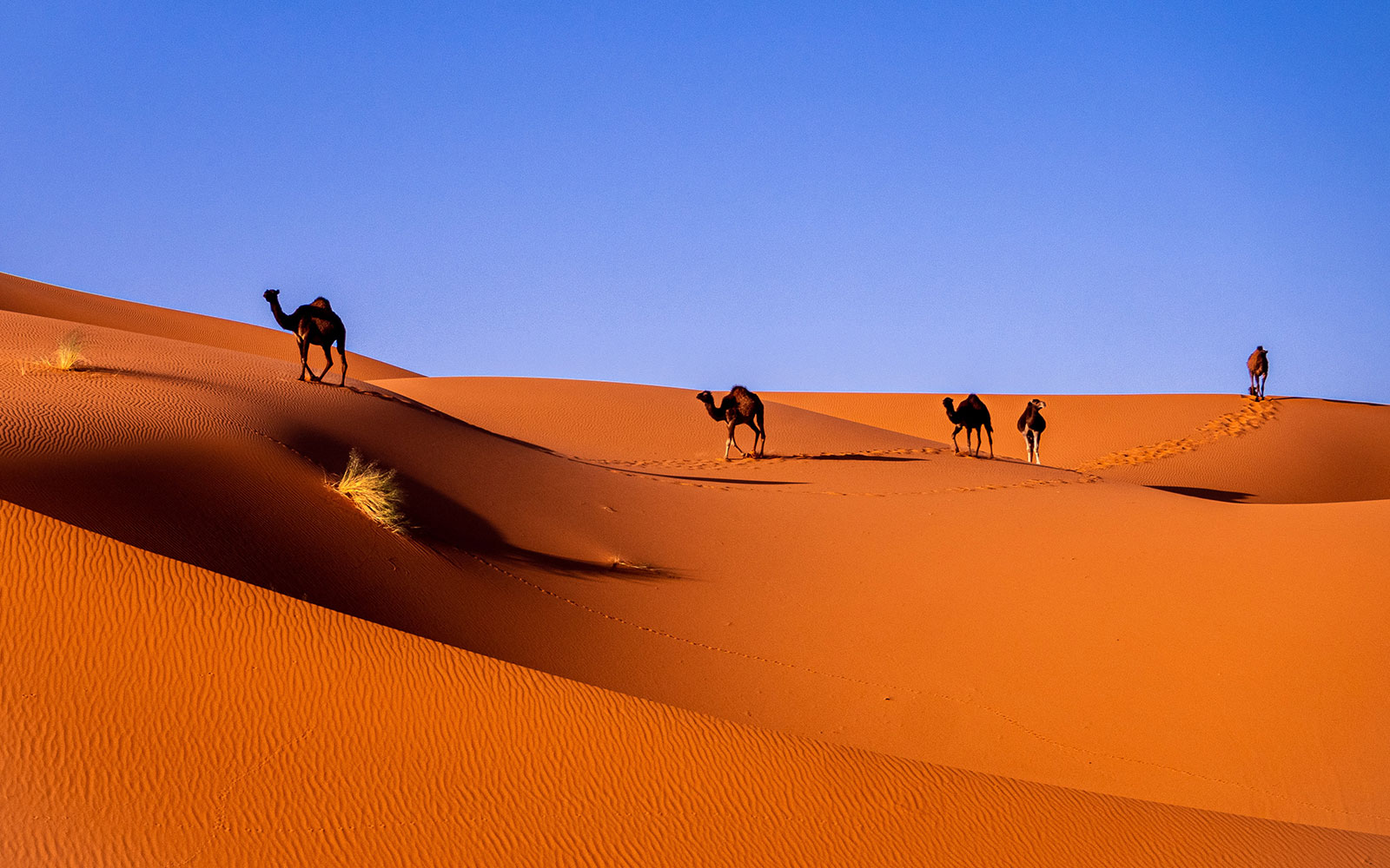 Is camel milk the next superfood